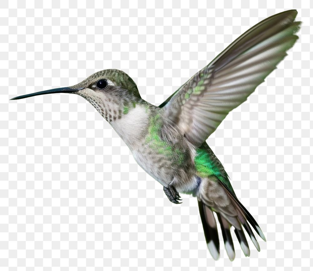 PNG  Hummingbird hovering animal nature.