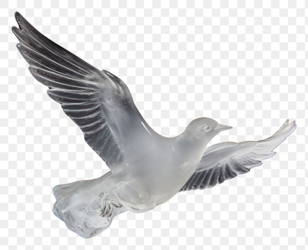 PNG Seagull animal bird waterfowl.