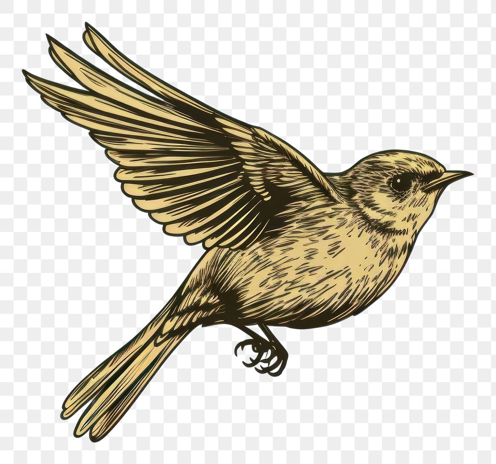 PNG  Bird sparrow animal flying.