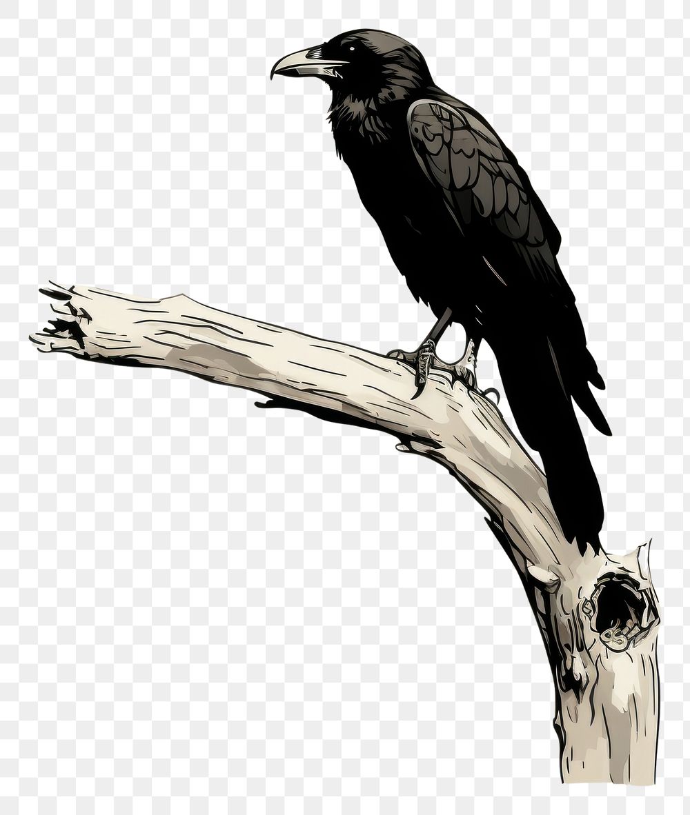 PNG  Bird animal beak monochrome.