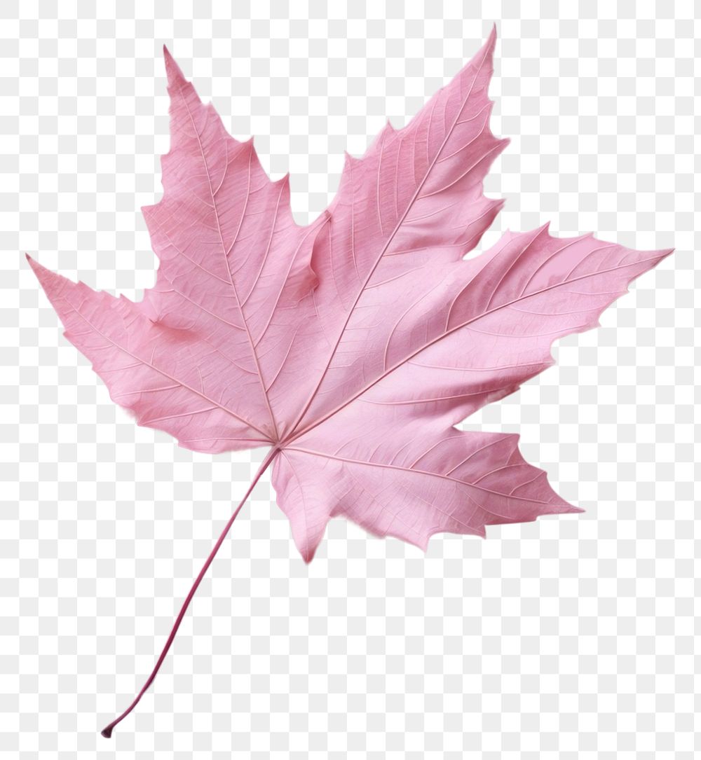 PNG Pink background leaf backgrounds plant. AI generated Image by rawpixel.