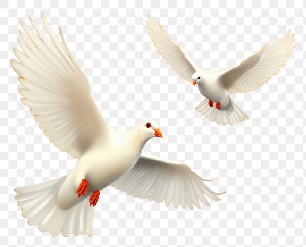 PNG Wedding doves animal flying bird.