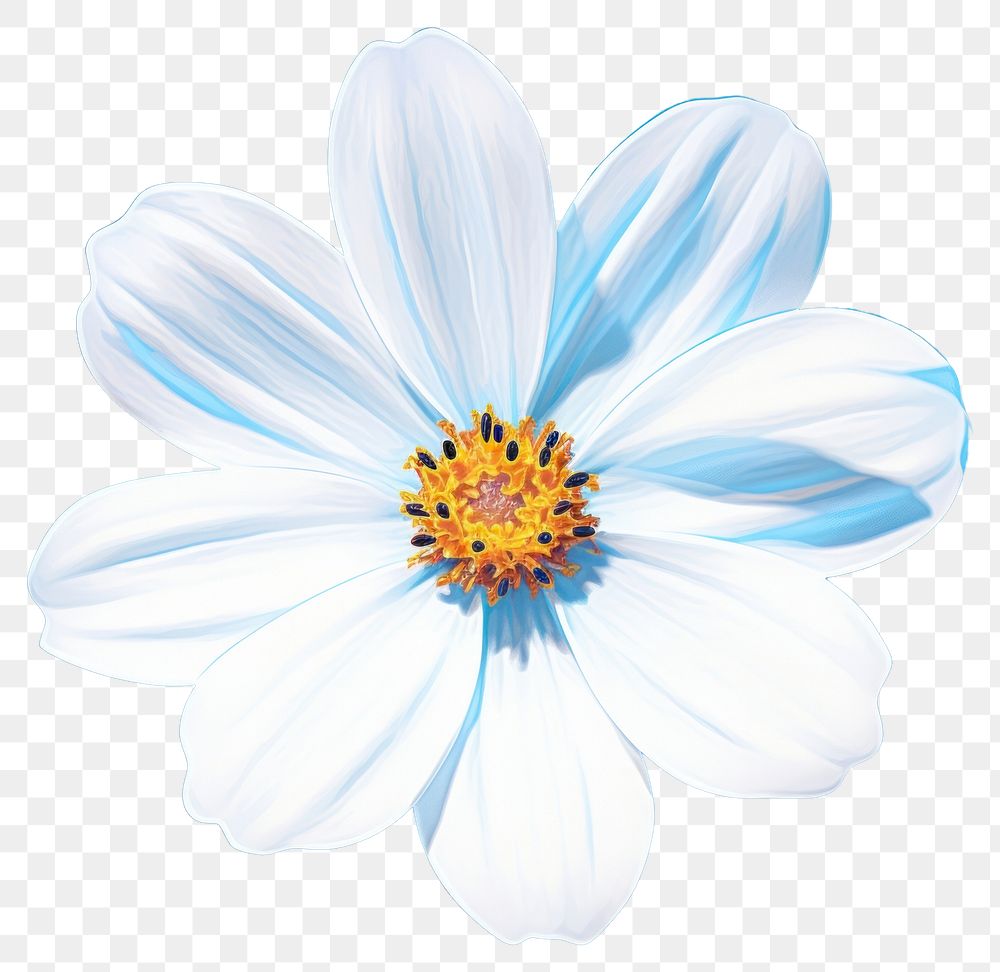 PNG A single white daisy flower isolated on solid clear white background blossom petal plant. AI generated Image by rawpixel.