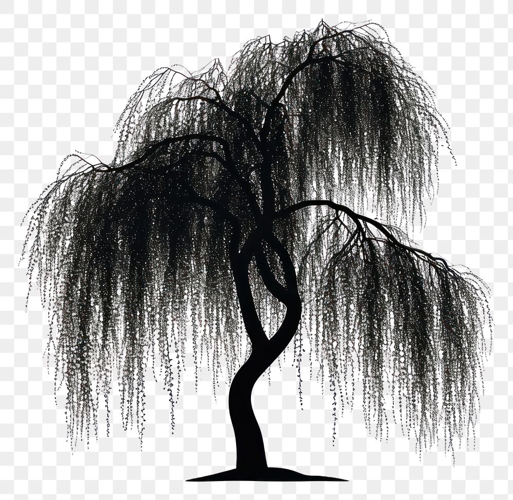 PNG Willow Tree silhouette willow tree plant.