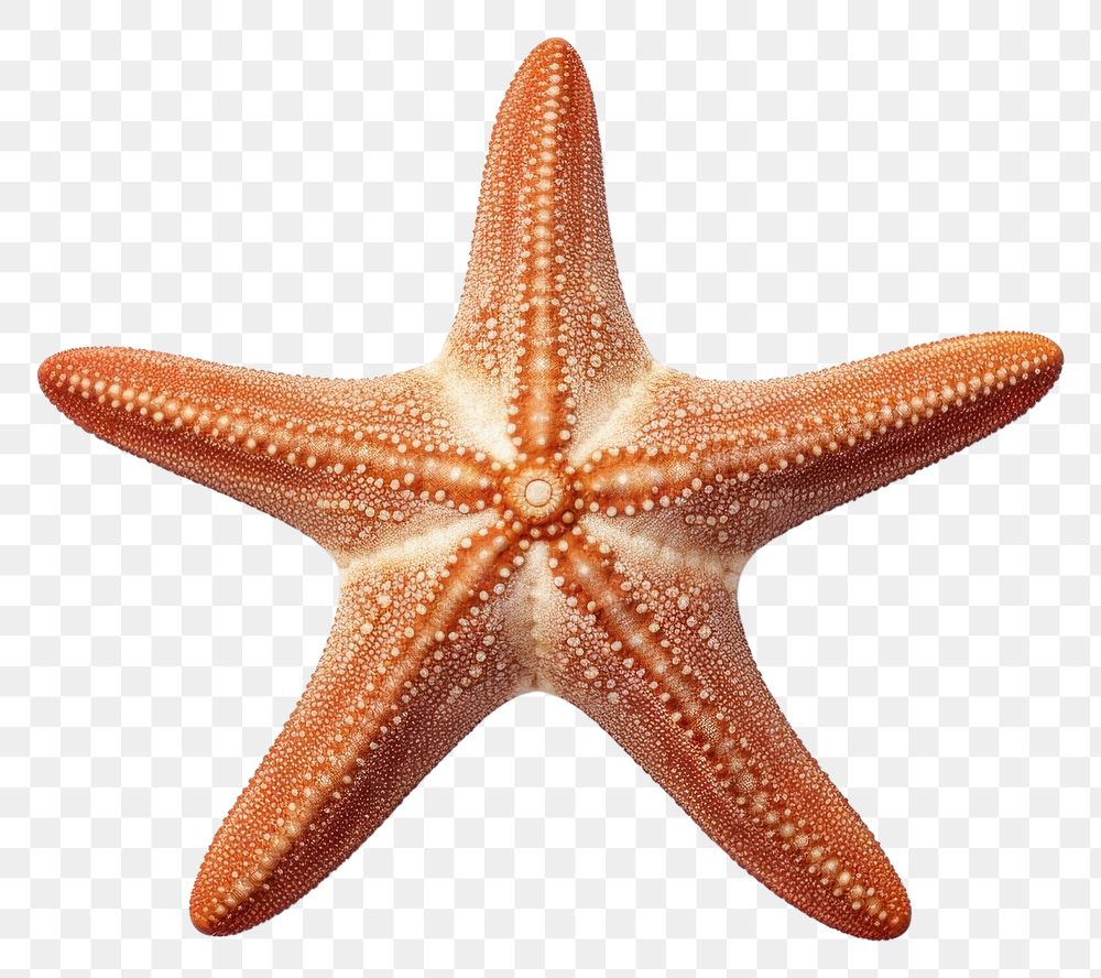 PNG  Beautiful starfish animal white background invertebrate.