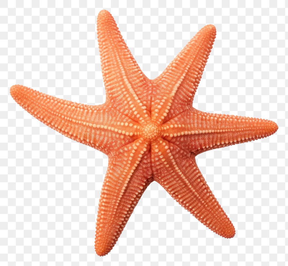 PNG  Beautiful starfish white background invertebrate echinoderm.