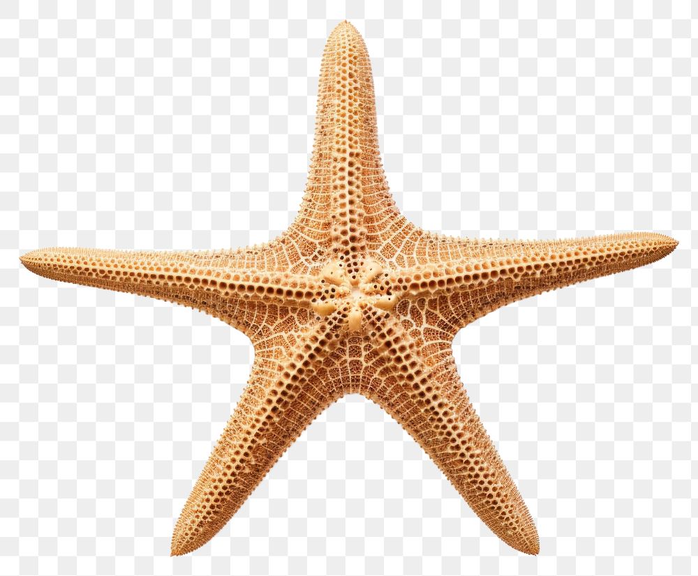 PNG Starfish skeleton white background | Premium PNG - rawpixel