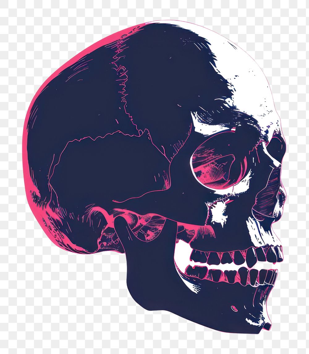 PNG  Skull white background anatomy cartoon.