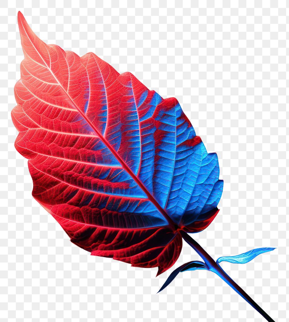 PNG Leaf plant blue red.
