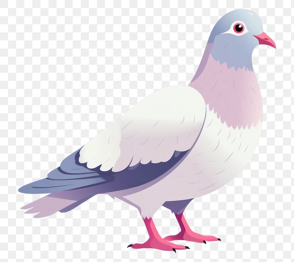 PNG  Pigeon animal white bird. AI generated Image by rawpixel.
