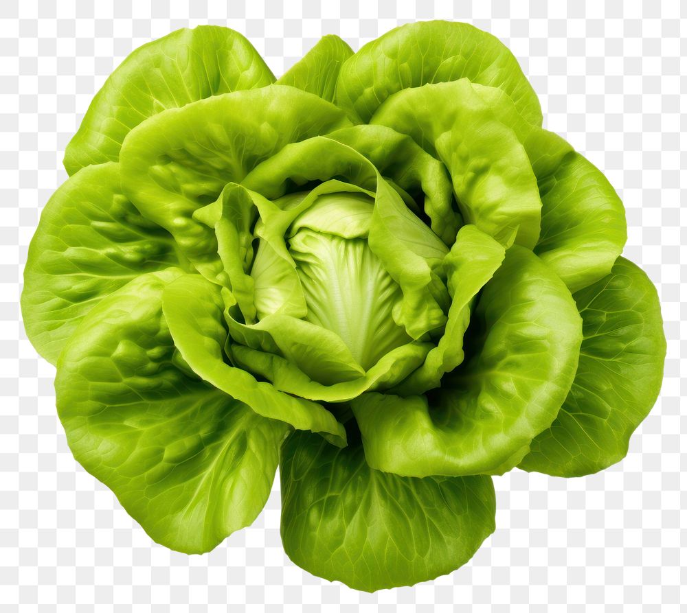 PNG  Butter Lettuce lettuce vegetable plant. AI generated Image by rawpixel.
