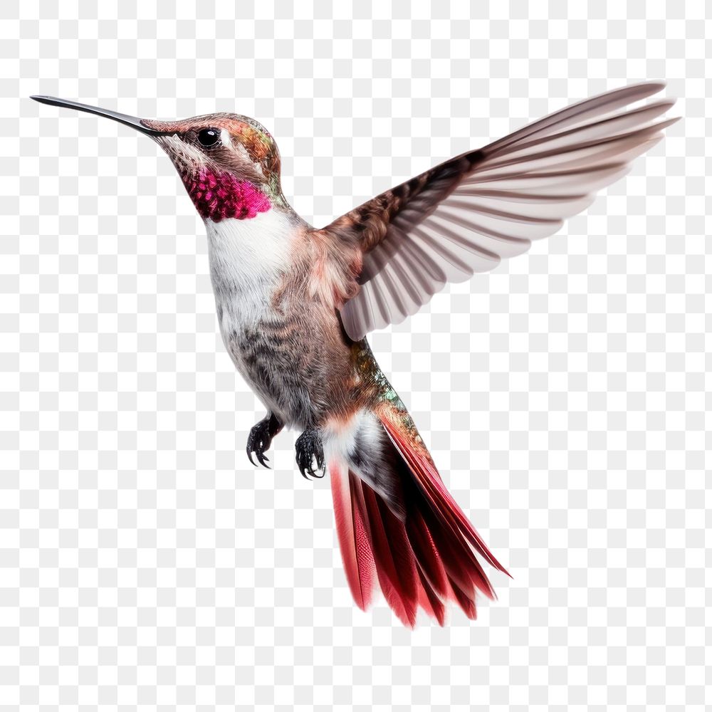 PNG  Hummingbird flying animal flower plant