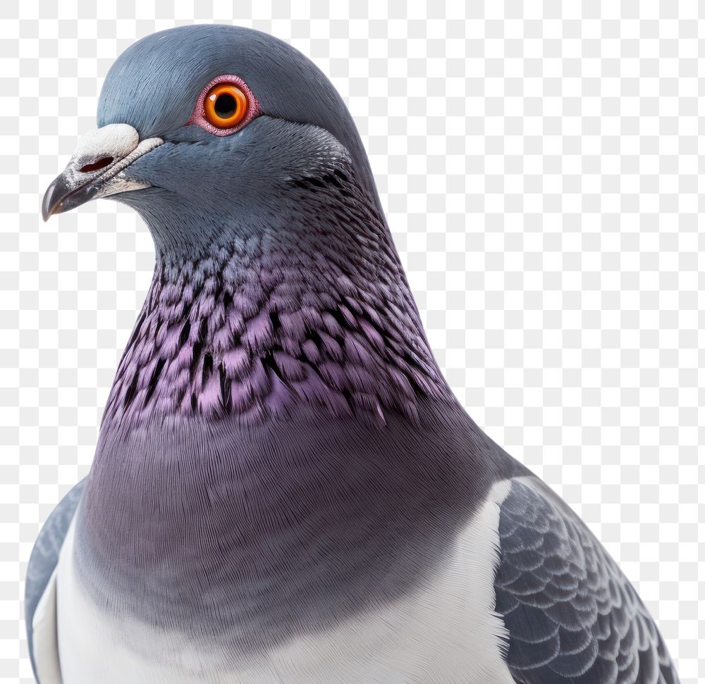 PNG  Pigeon animal bird white background. AI generated Image by rawpixel.