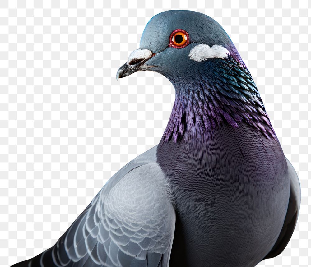 PNG  Pigeon flying animal bird wildlife. AI generated Image by rawpixel.