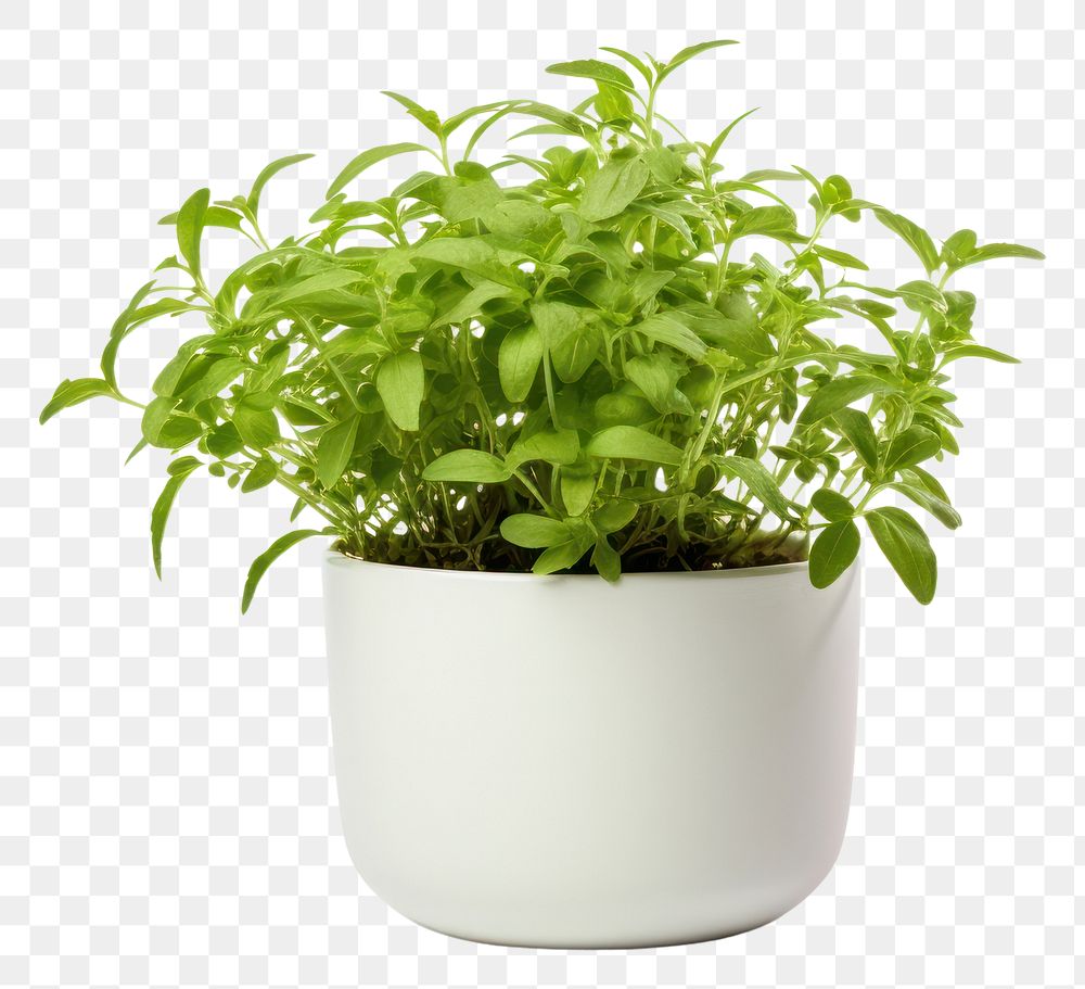 PNG  Potted green herbs plant leaf white background. AI generated Image by rawpixel.