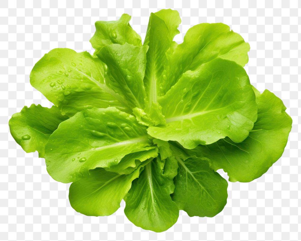 PNG  Salad laitue verte vegetable lettuce plant. AI generated Image by rawpixel.