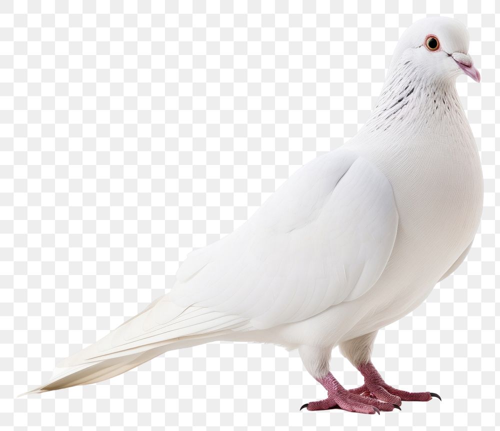 PNG  White pigeon animal bird white background. AI generated Image by rawpixel.