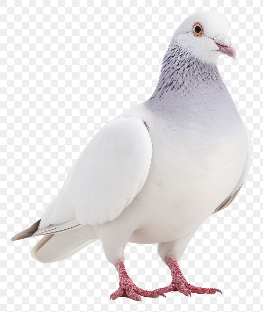 PNG  White pigeon animal bird white background. AI generated Image by rawpixel.