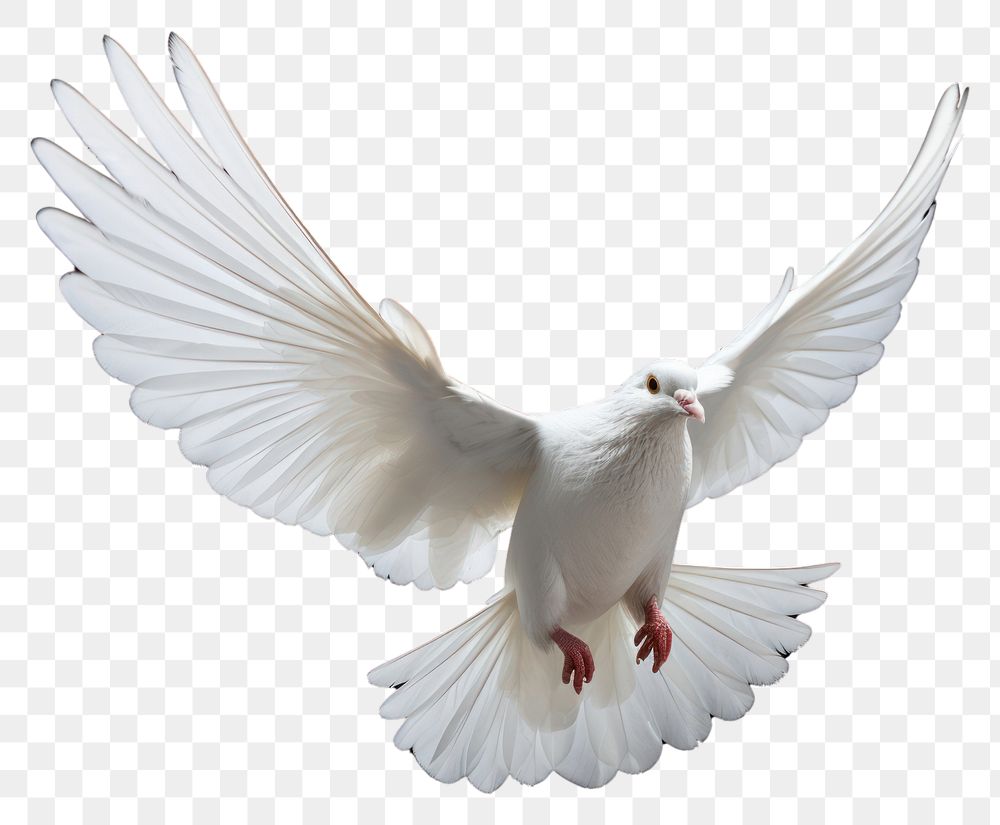 PNG  White pigeon flying animal bird wildlife. AI generated Image by rawpixel.