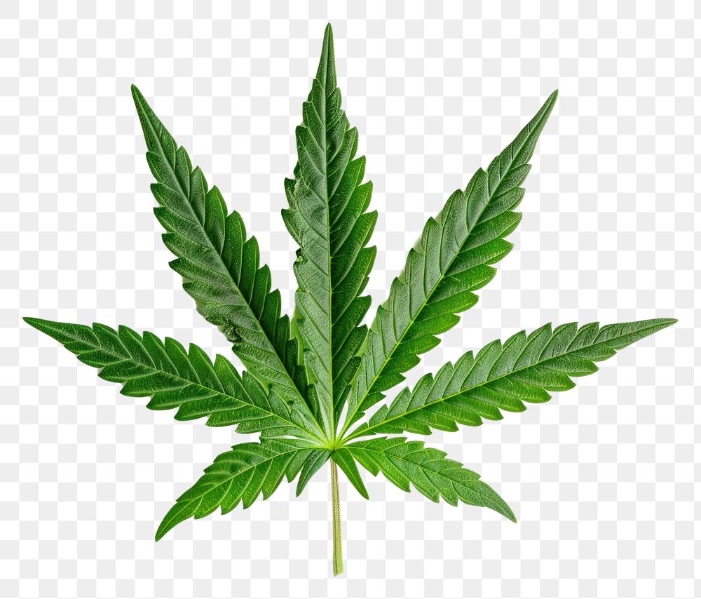 PNG Cannabis leaf plant herbs white background.