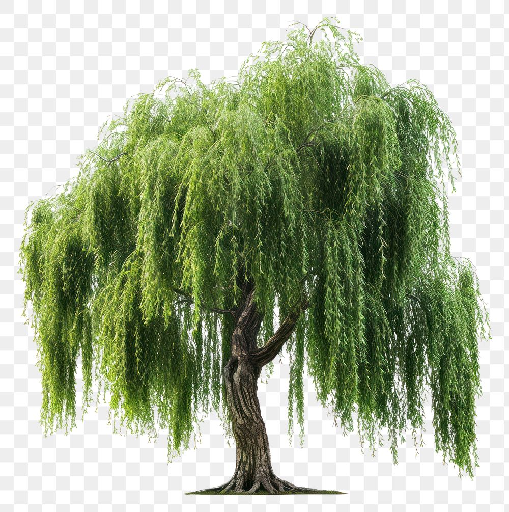 PNG Willow tree plant tranquility outdoors.