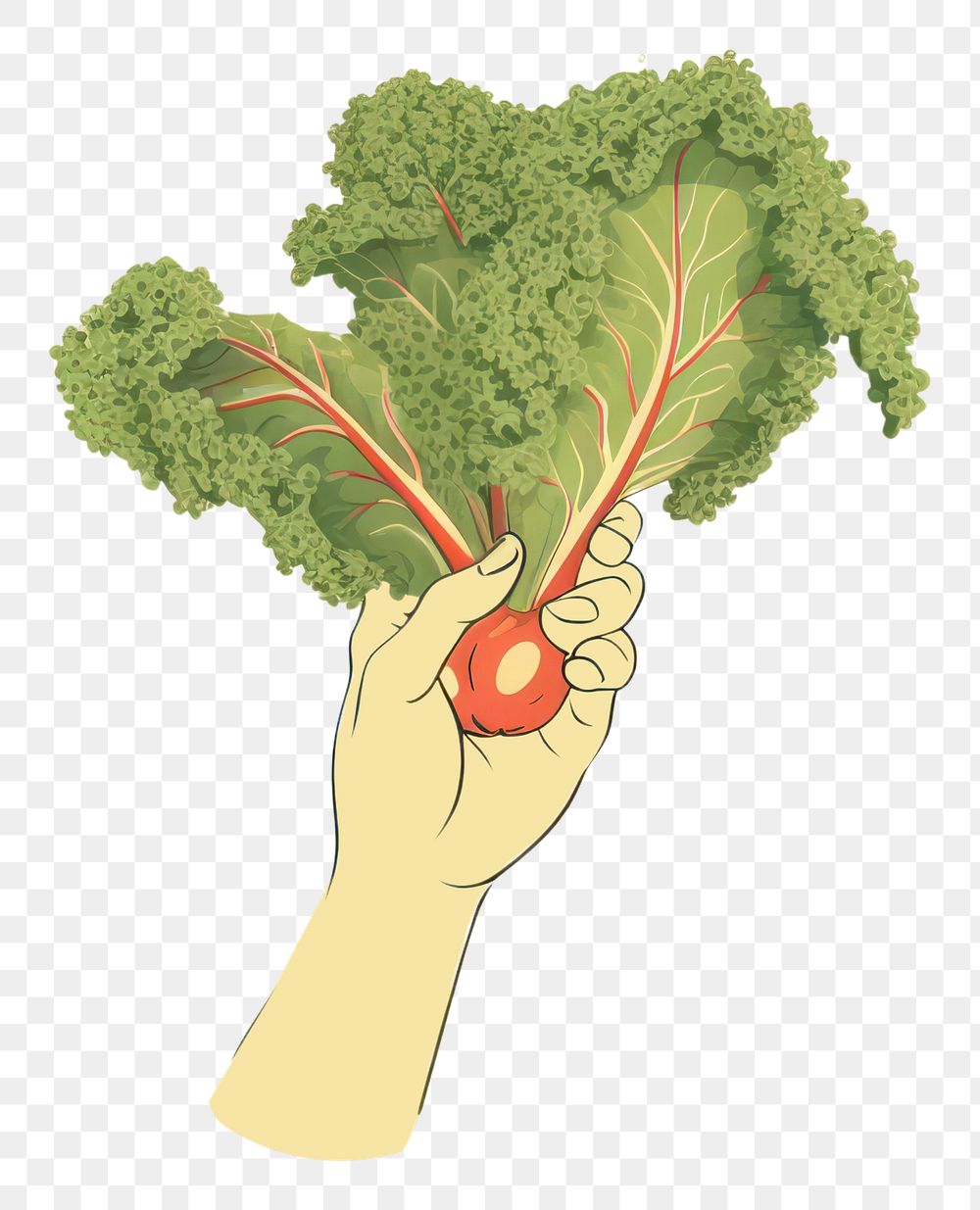 PNG Hands holding vegetable plant food invertebrate.