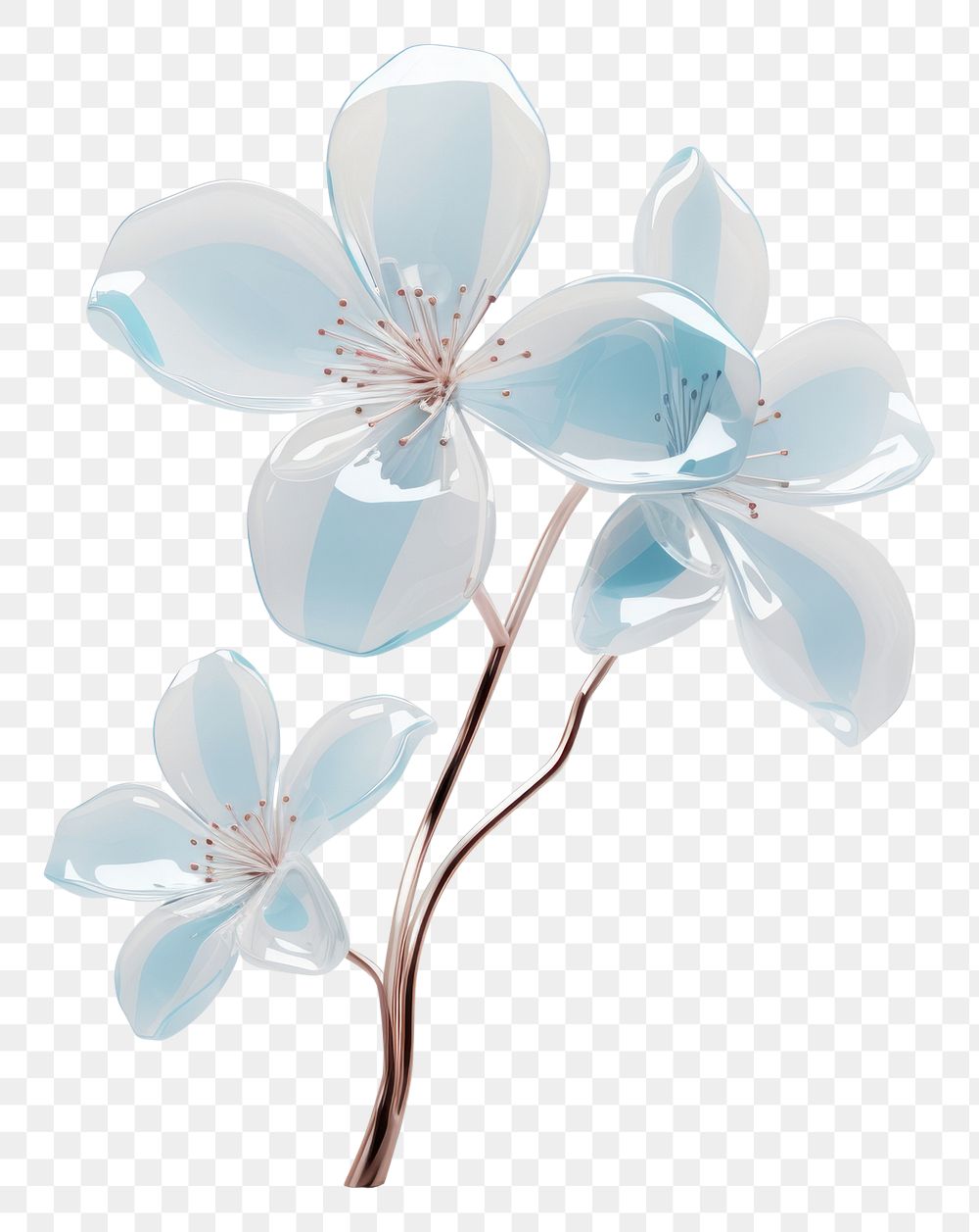 PNG Flower blossom plant white.