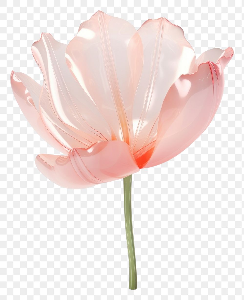 PNG Tulip flower blossom petal plant.