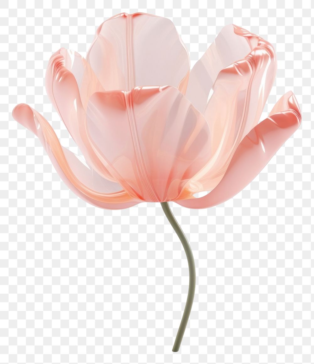 PNG Tulip flower petal plant white.