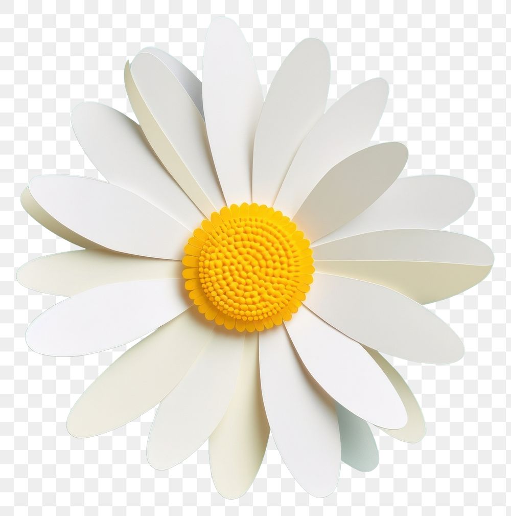 PNG Paper cutout illustration of a daisy flower petal plant inflorescence.