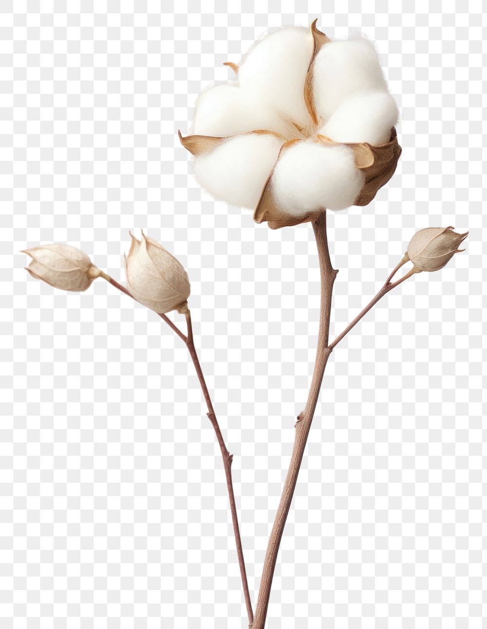 PNG A cotton flower blossom plant inflorescence. AI generated Image by rawpixel.