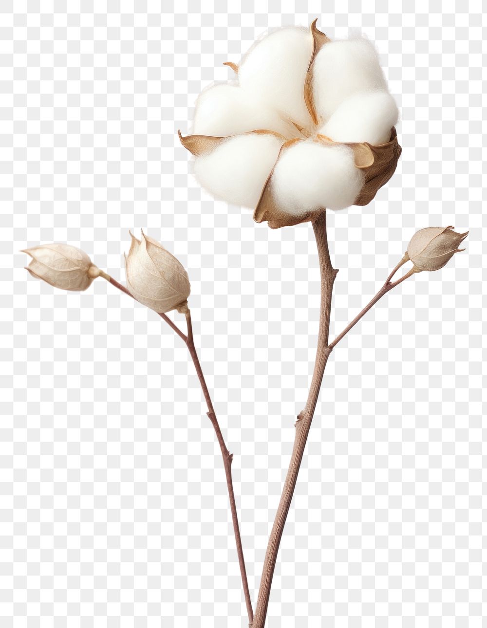 PNG A cotton flower blossom plant inflorescence. 