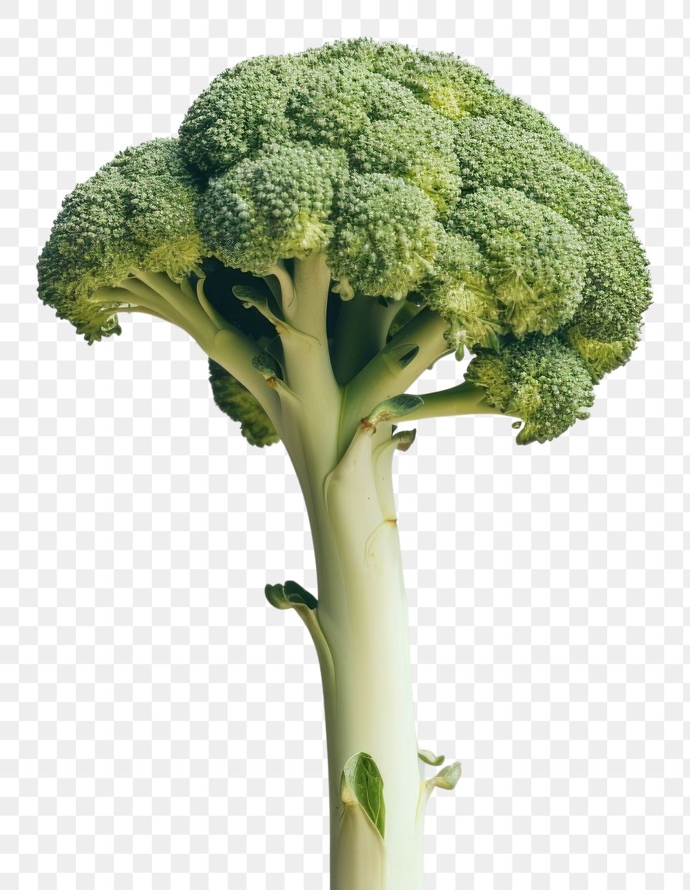 PNG Broccoli vegetable plant food.