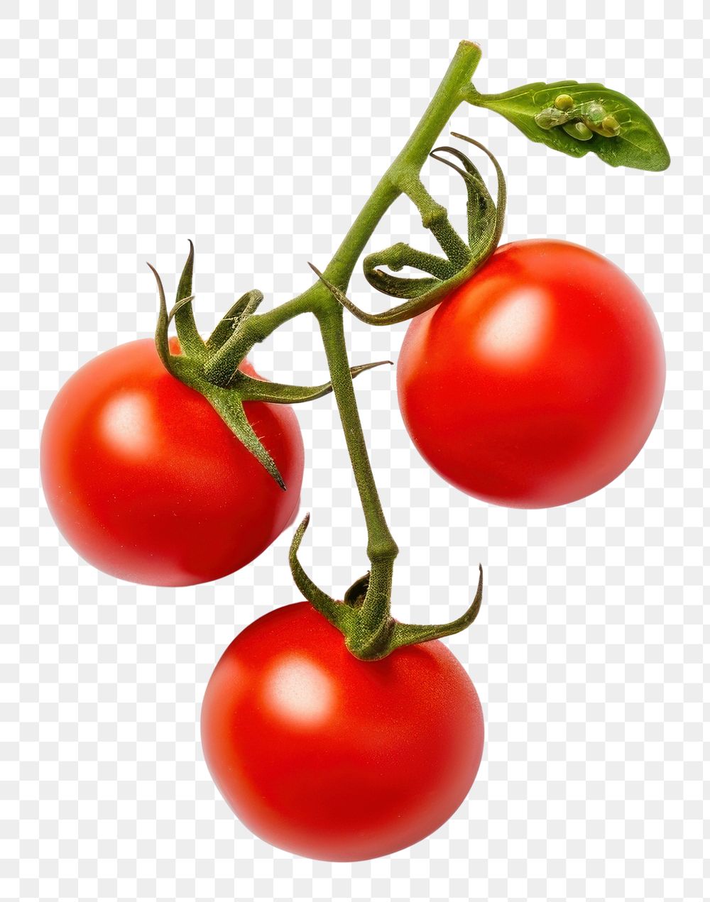 PNG Cherry tomato vegetable fruit plant.