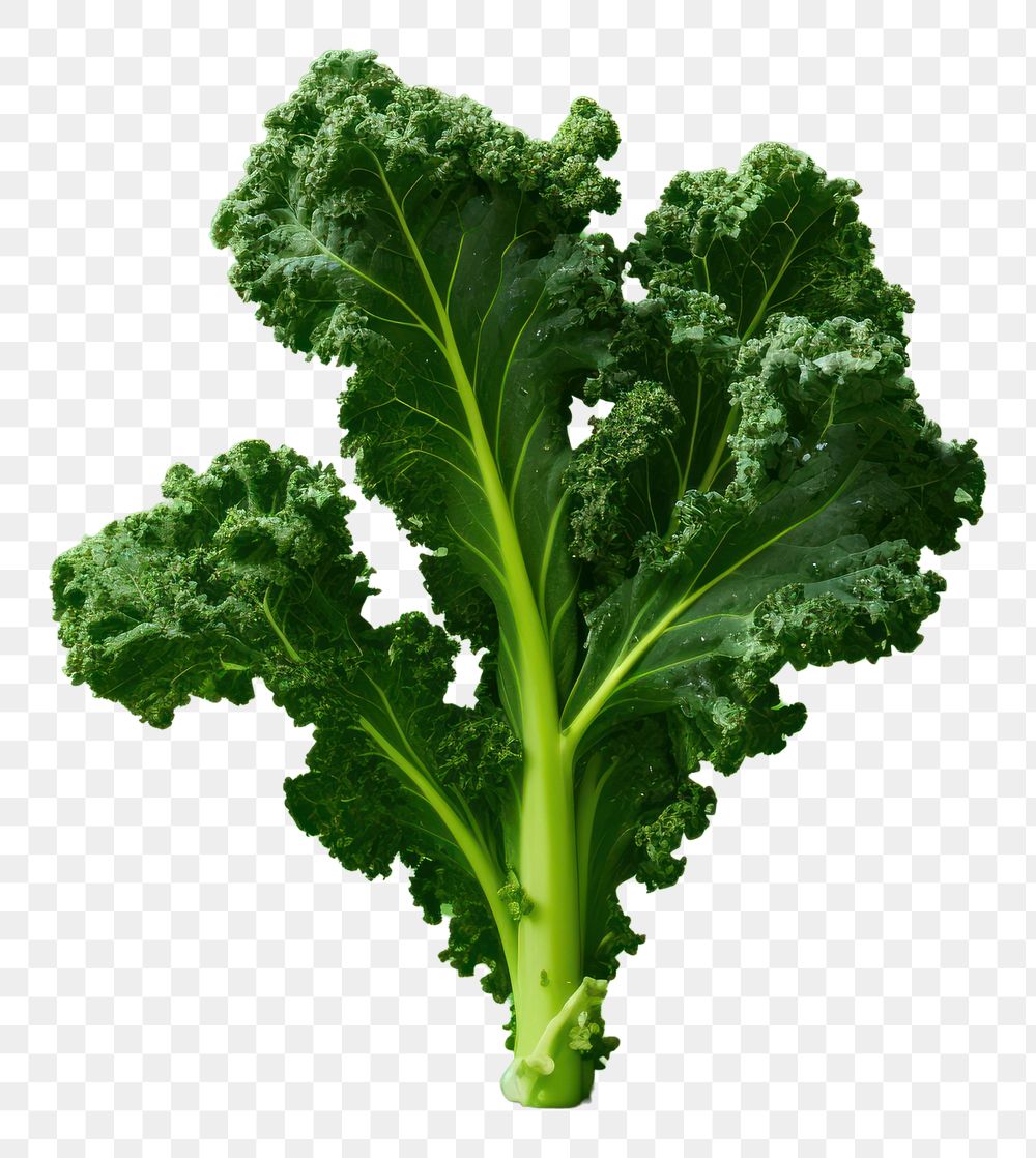 PNG Kale vegetable plant food.