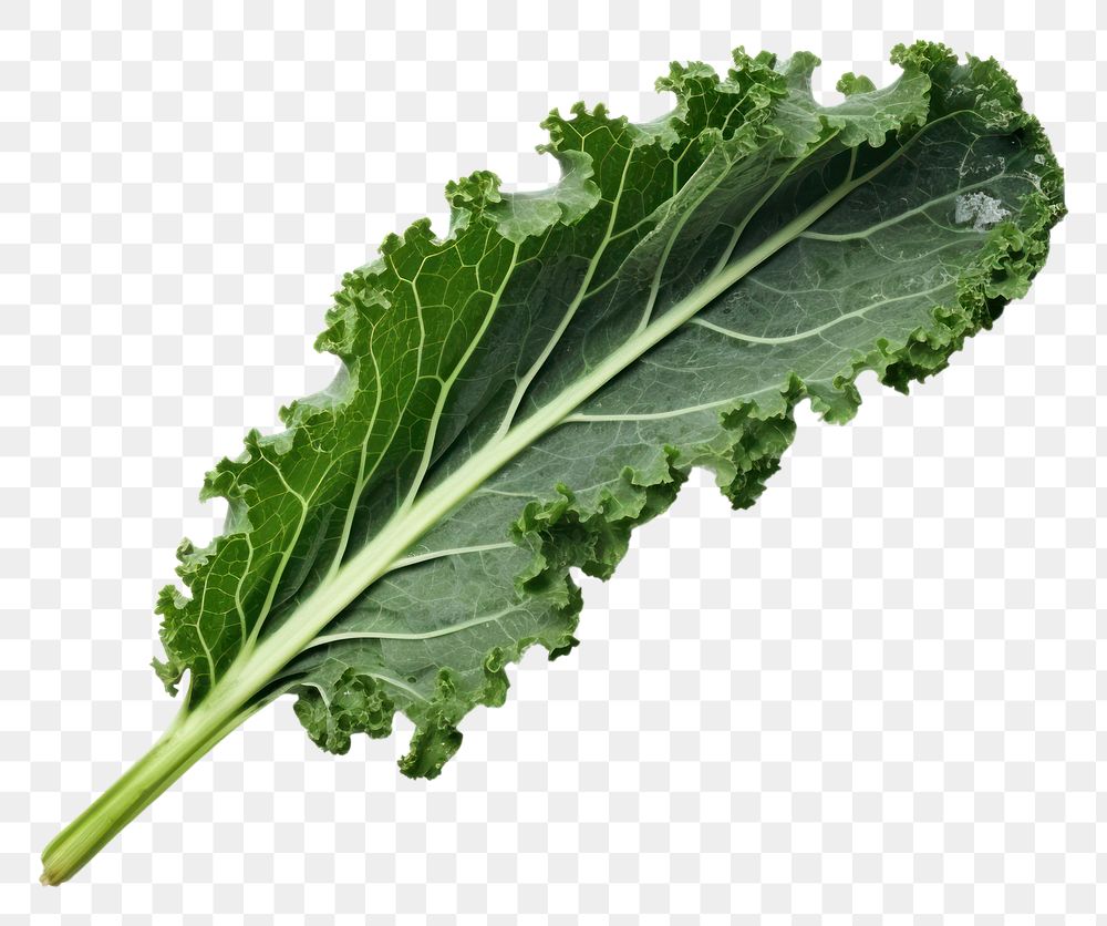 PNG Kale vegetable plant food.