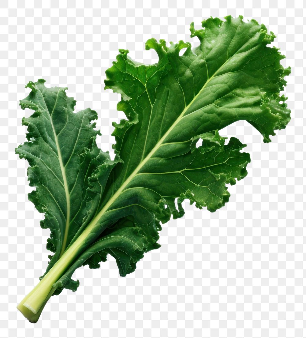 PNG Kale salad vegetable plant food.