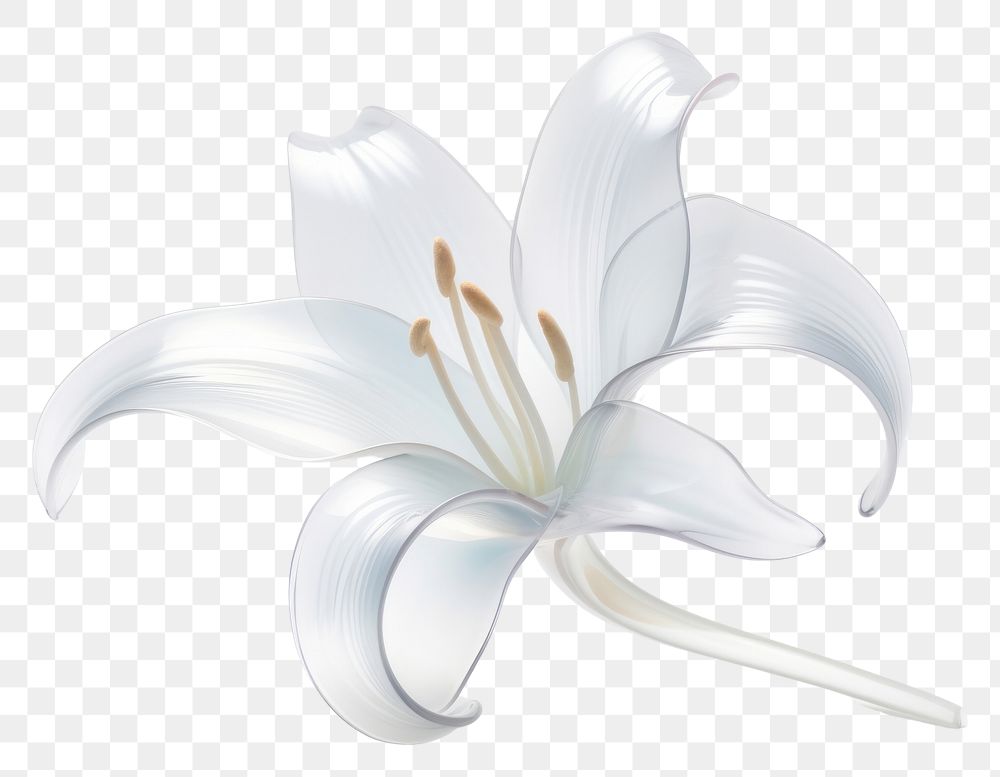 PNG Lily shape flower plant white.