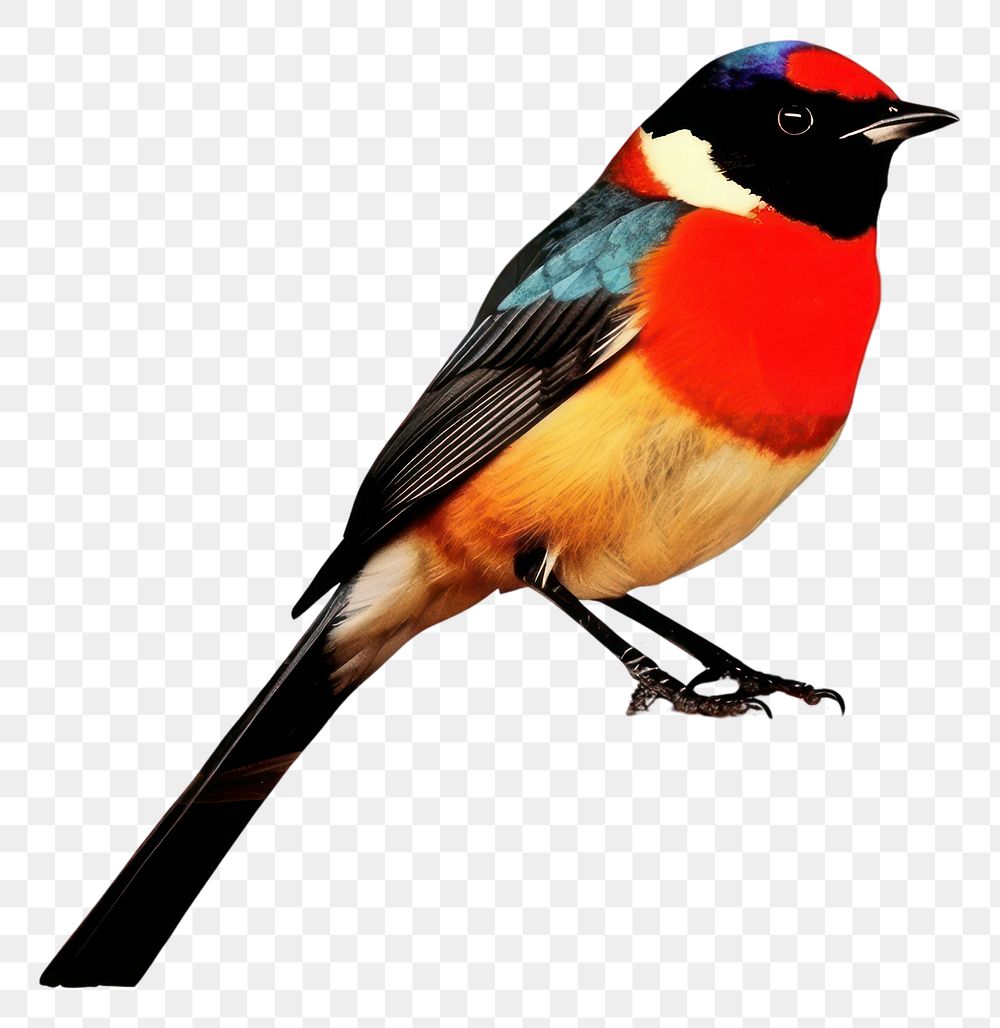 PNG Collage Retro dreamy bird painting animal beak.