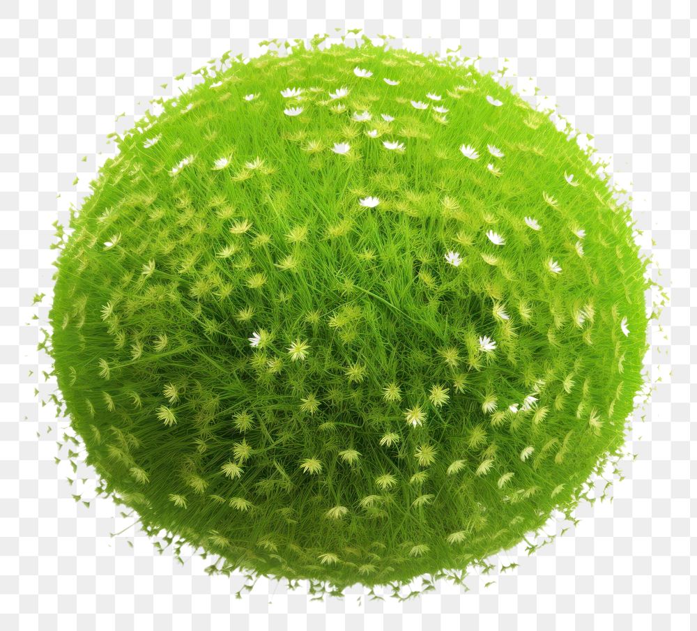 PNG  Grass sphere flower plant green.