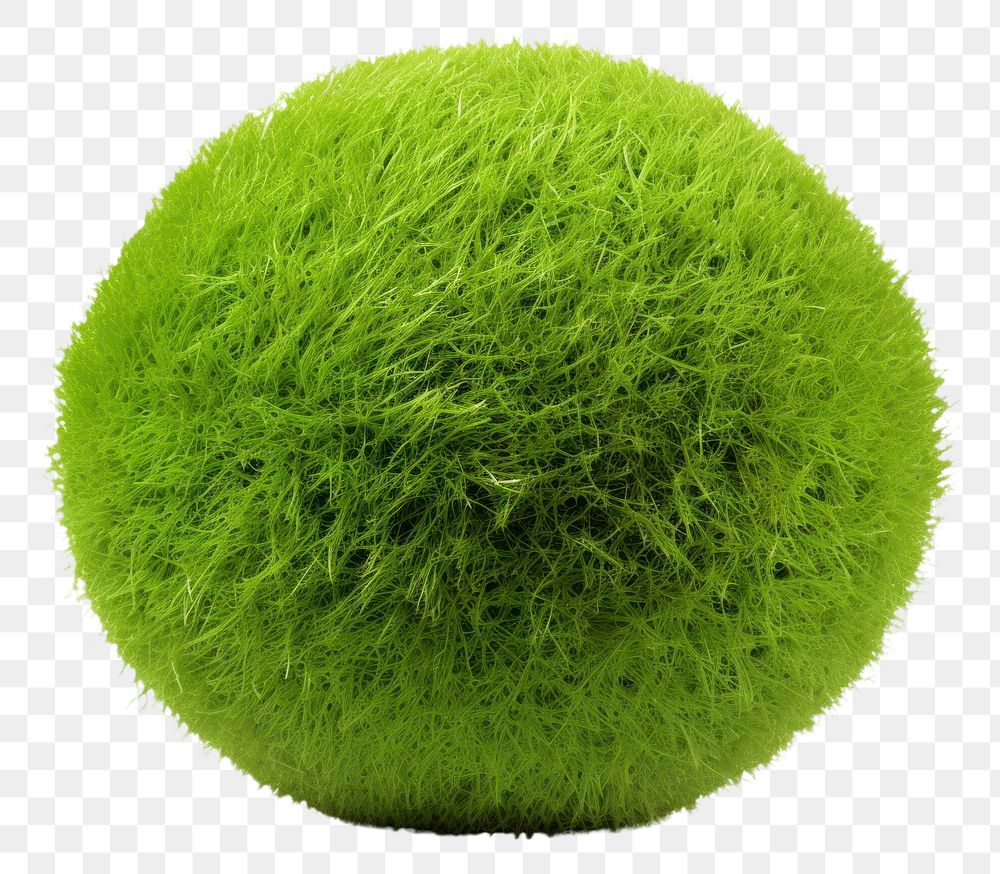 PNG  Grass sphere plant grass ball.