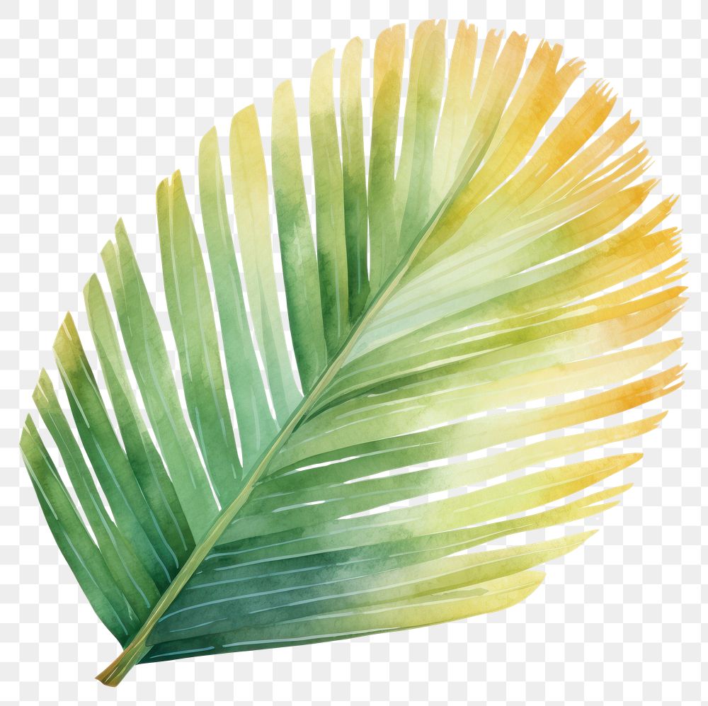 PNG  Palm leave plant leaf white background.