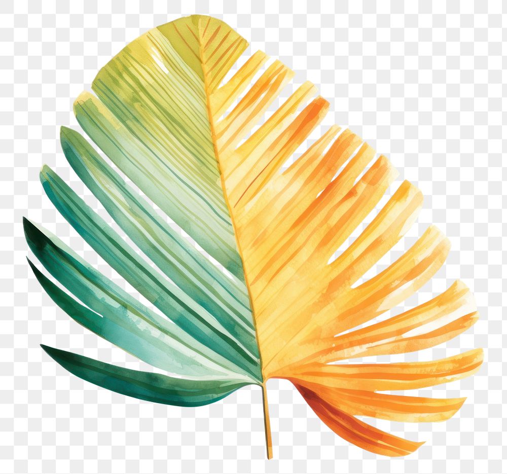 PNG  Palm leave plant leaf white background.