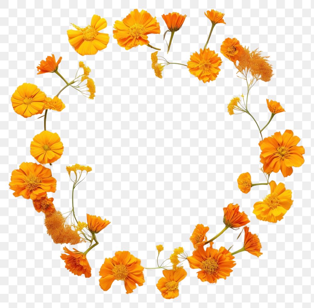 PNG Real pressed marigold flowers circle petal plant. AI generated Image by rawpixel.