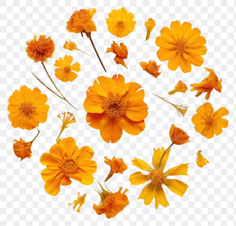 PNG Real pressed marigold flowers petal plant herbs. AI generated Image by rawpixel.