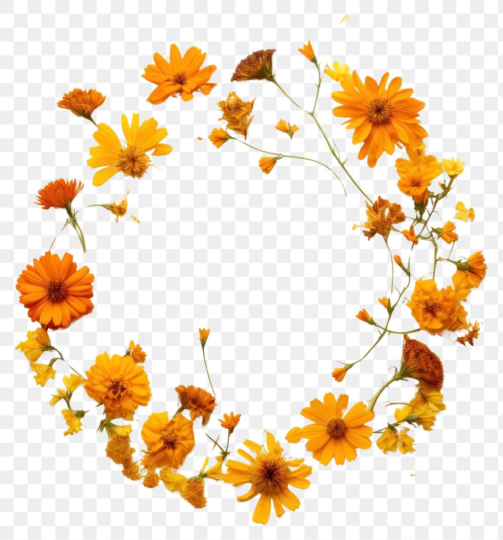 PNG Real pressed marigold flowers sunflower circle wreath. AI generated Image by rawpixel.