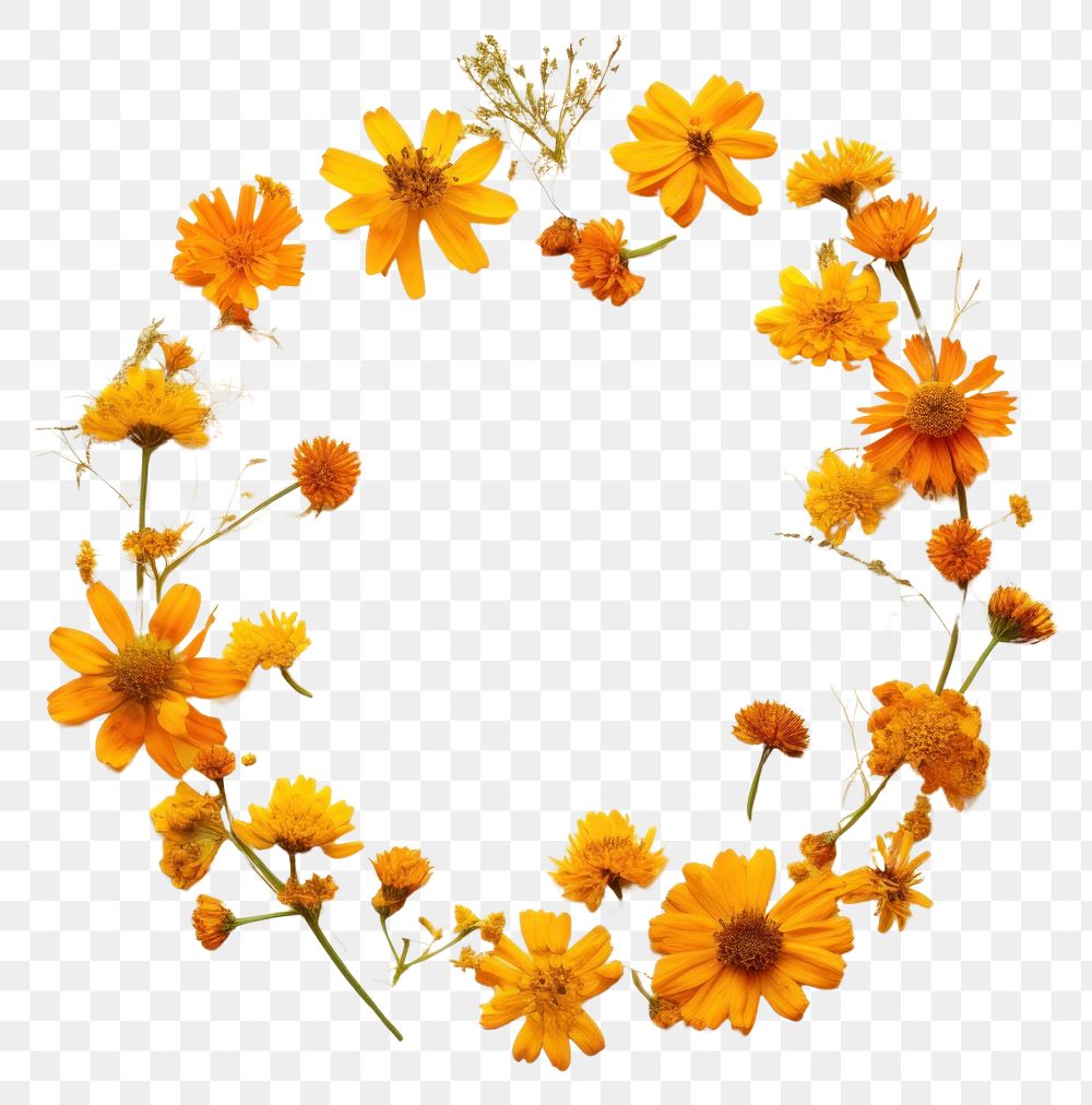 PNG Real pressed marigold flowers circle wreath plant. AI generated Image by rawpixel.