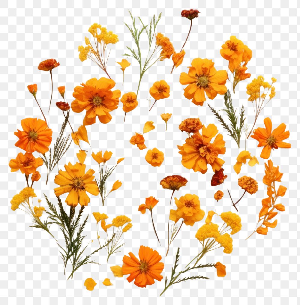 PNG Real pressed marigold flowers herbs plant petal. AI generated Image by rawpixel.