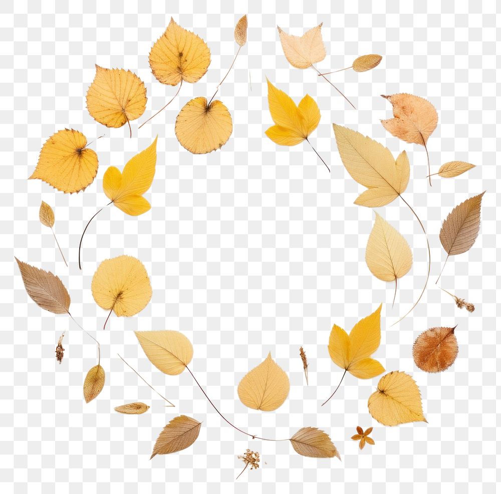 PNG Real pressed autumn leaves circle flower plant. AI generated Image by rawpixel.