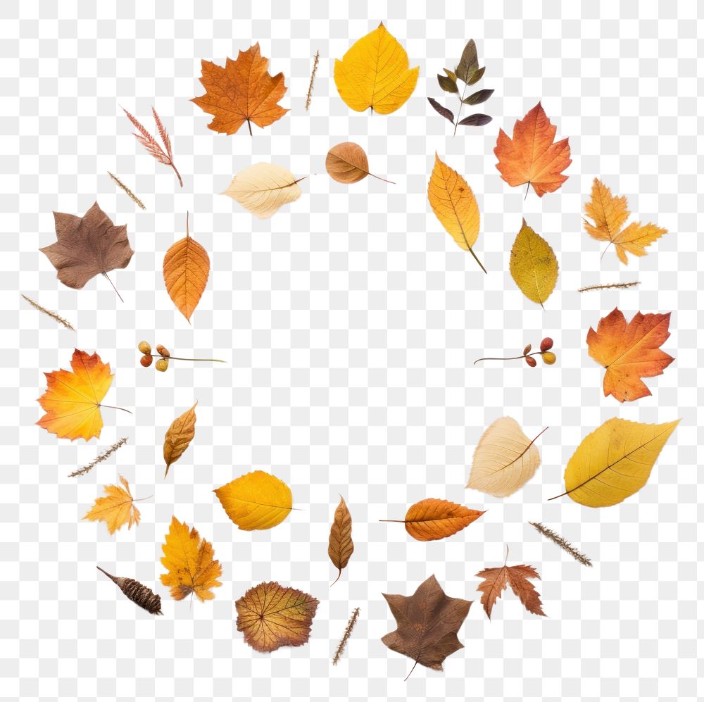 PNG Real pressed autumn leaves circle plant shape. AI generated Image by rawpixel.